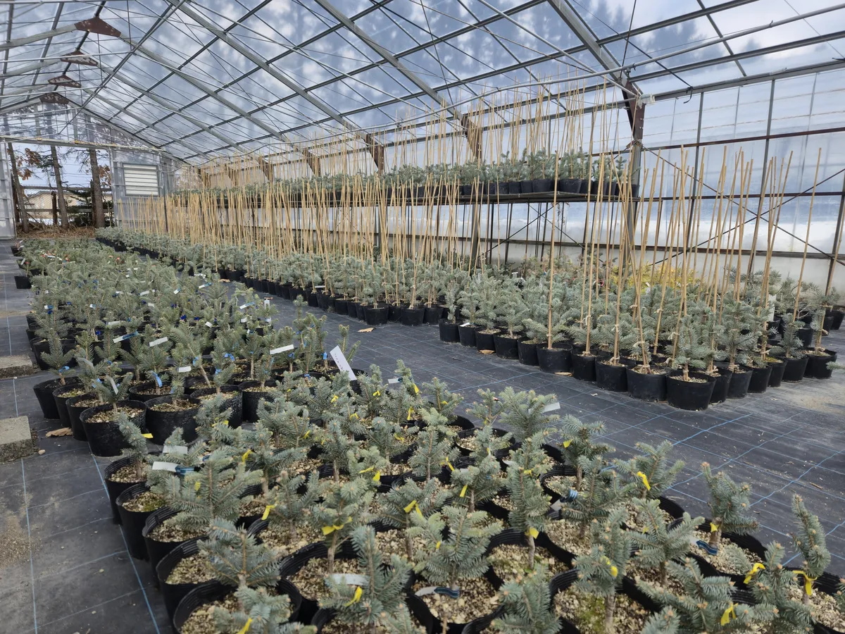 真鍋庭園の苗畑事業