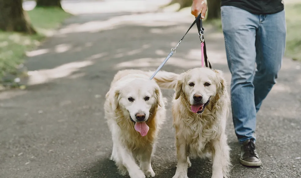 ペットと楽しめる真鍋庭園